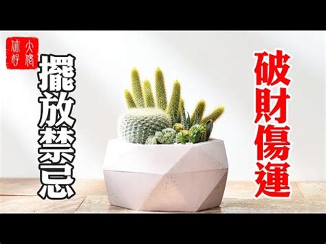 房間放仙人掌